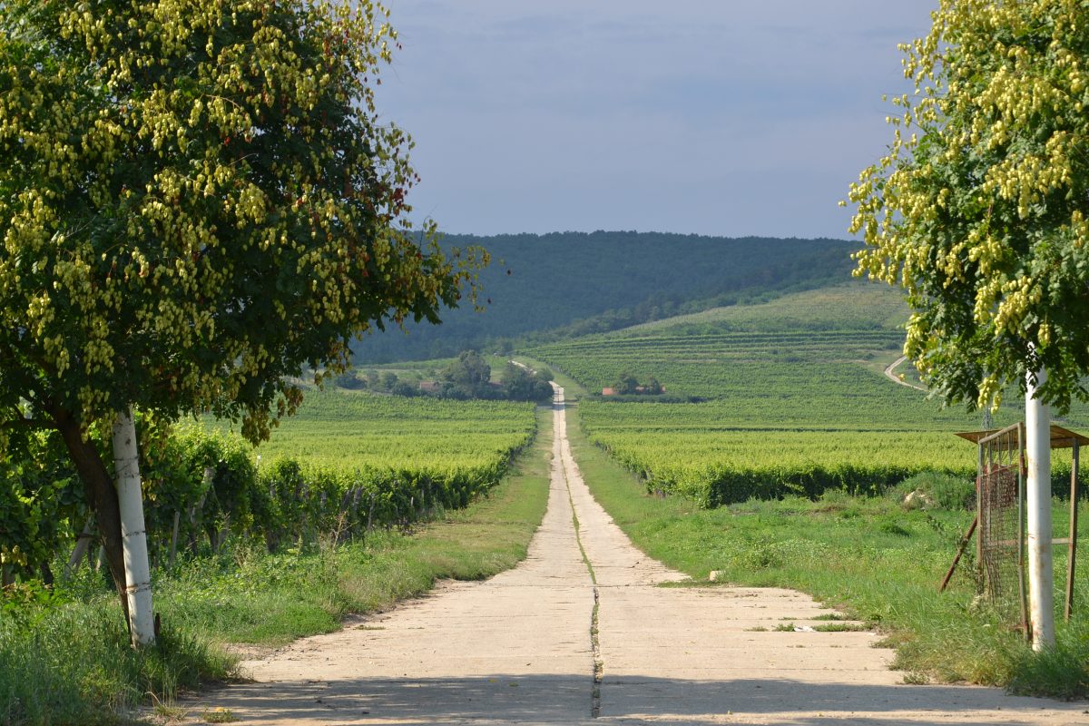 Wijngaard op een glooiende helling bij Tokaj in het noordoosten van Hongarije