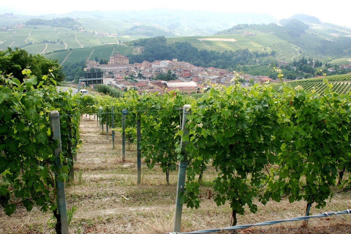 Wijngaarden op de helling boven het dorp Barolo in Piemonte