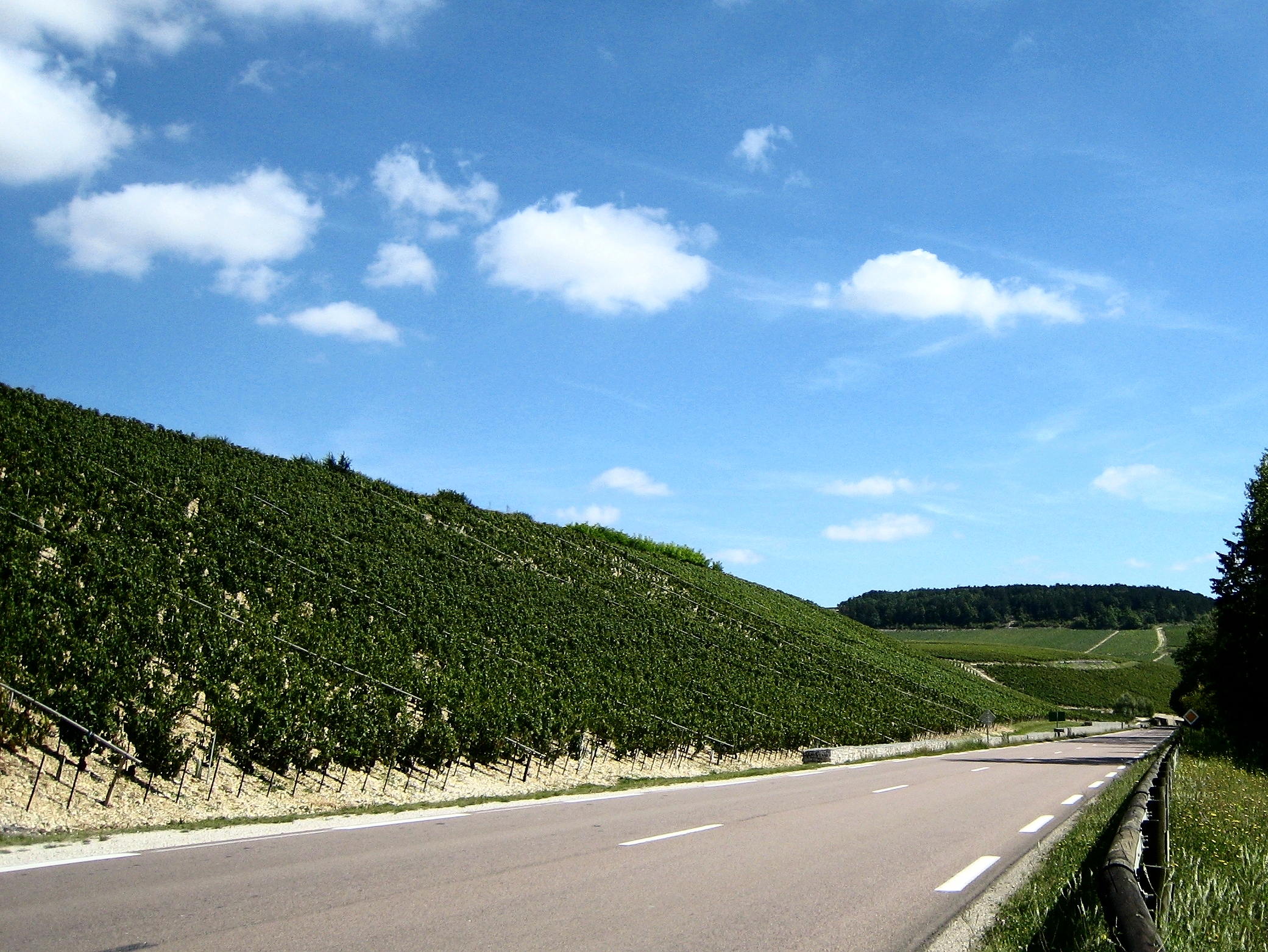 Wijngaarden op de grand cru-helling bij Chablis in Bourgogne