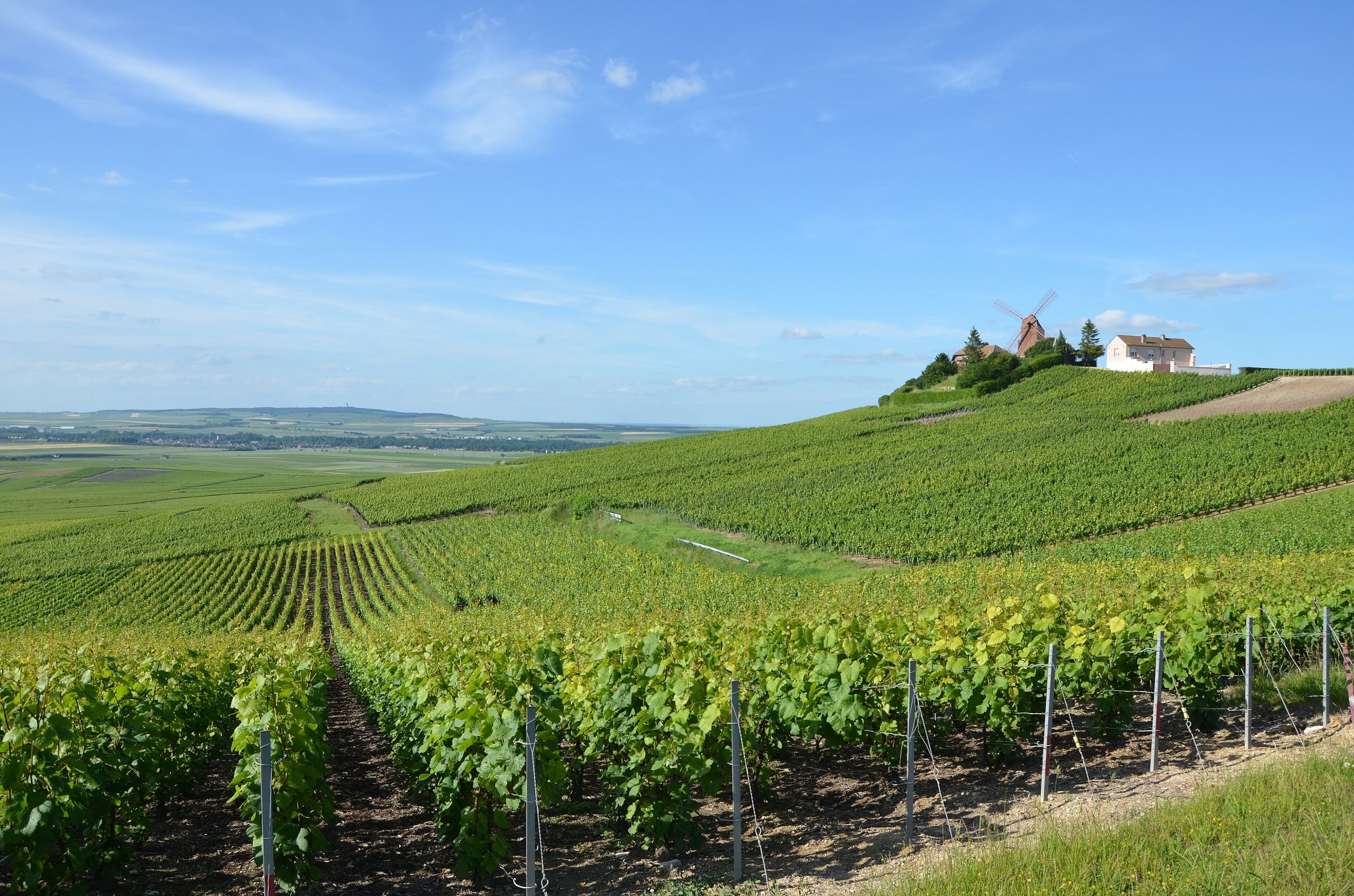 Wijngaarden in de Champagne bij het dorp Ay in de Marnevallei