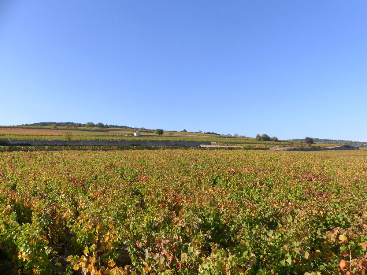 Wijngaarden ten westen van Beaune in de herfst, met gele wijnstokken op de helling