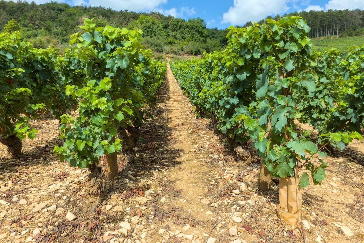 Wijngaarden rond het dorp Meursault in de Cote de Beaune