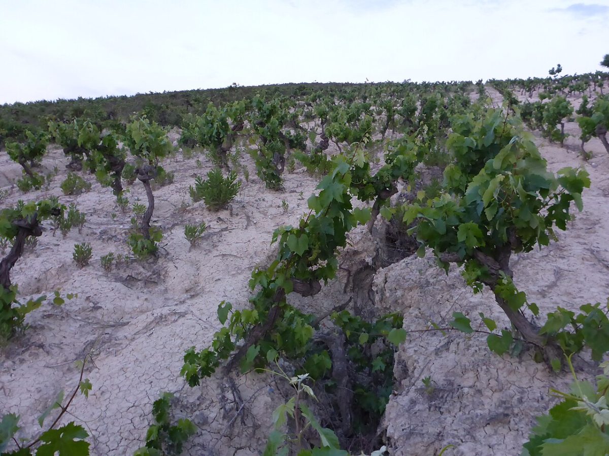 Wijngaarden op witte albarizagrond bij Jerez de la Frontera