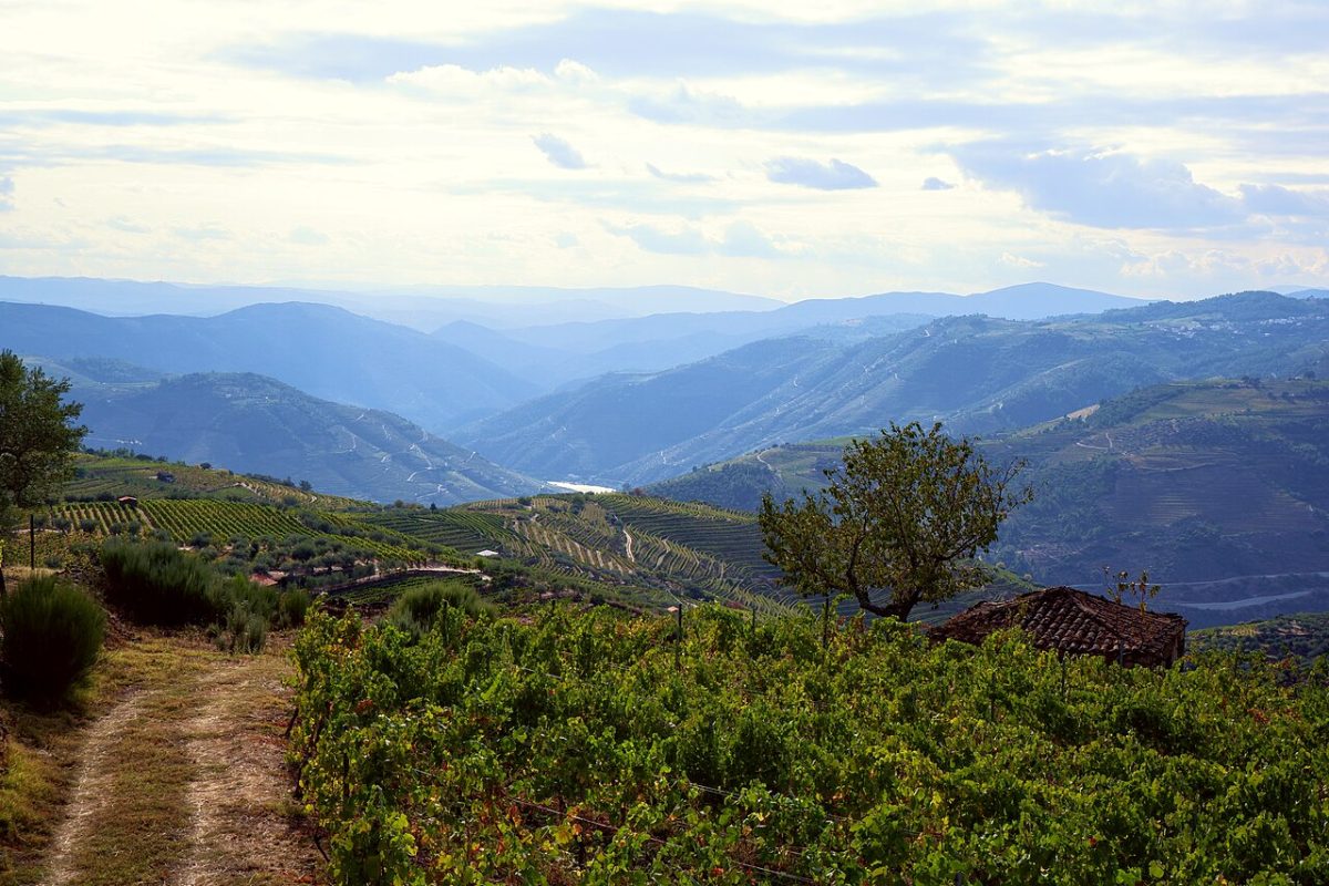 Wijngaarden op de hellingen van de Alto Douro in Portugal