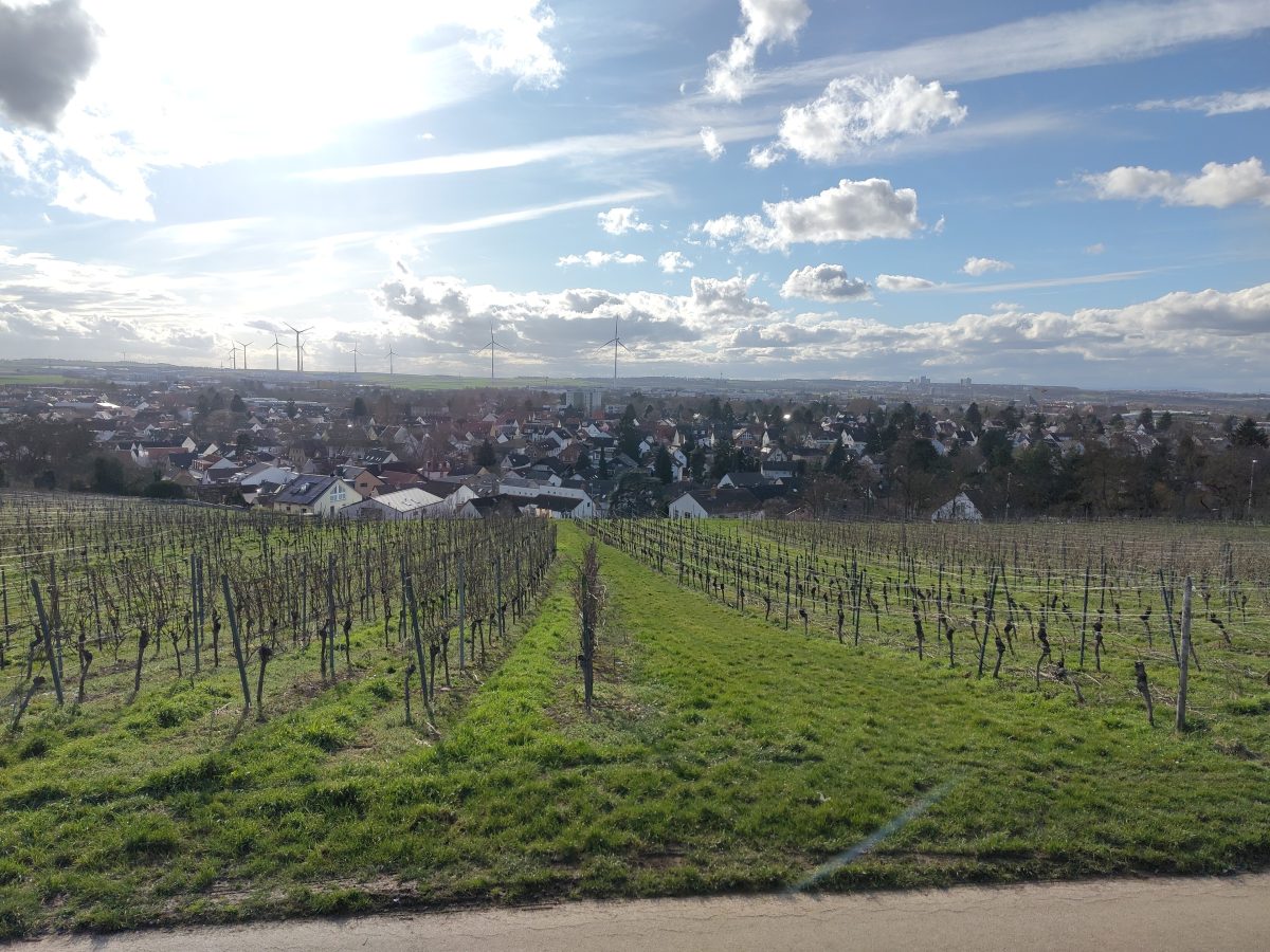 Glooiend landschap met wijngaarden bij Hechtsheim in Rheinhessen