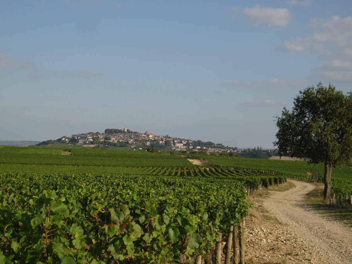 Wijngaarden rond Sancerre in de Loire met het dorp op de heuvel