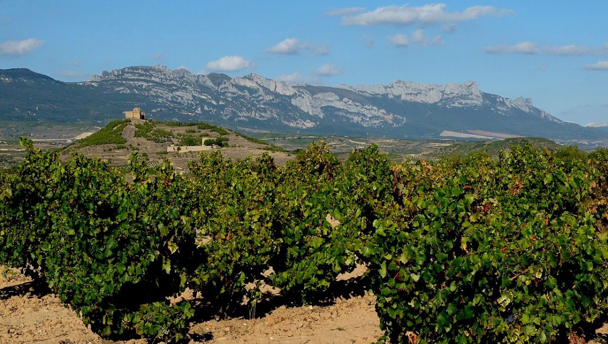 Wijngaarden aan de voet van de Sierra de Cantabria in Rioja