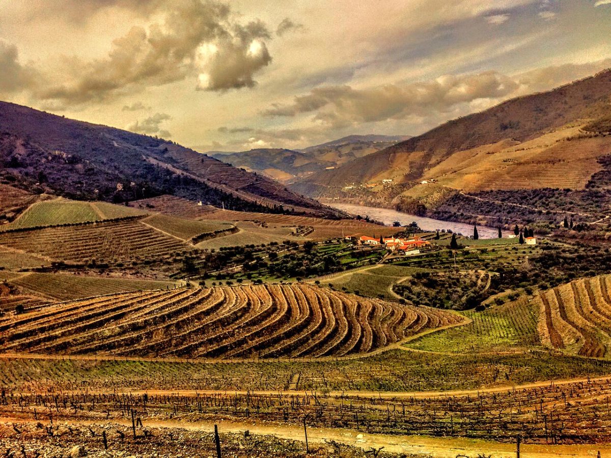 Wijngaarden van een quinta langs de rivier de Douro