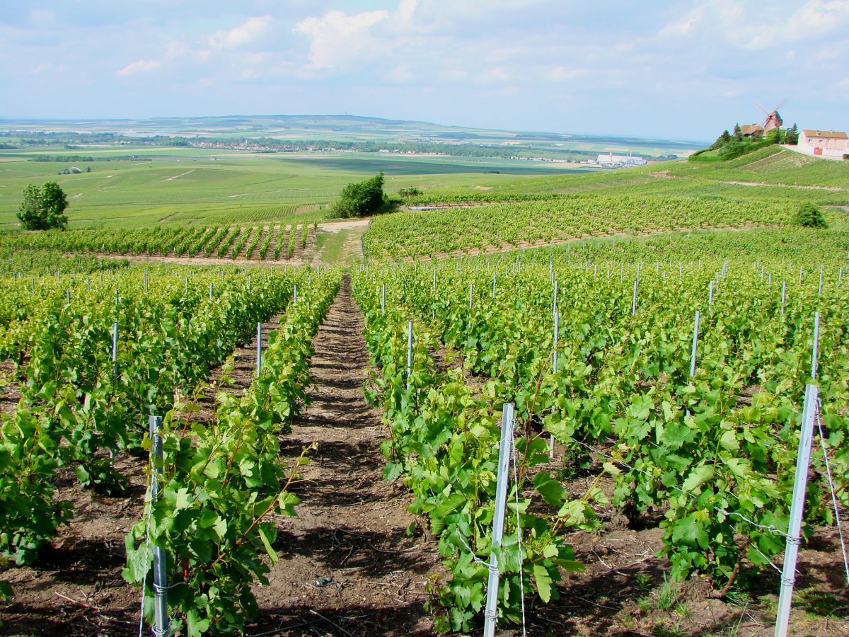 Wijngaarden bij Verzenay op de flank van de Montagne de Reims