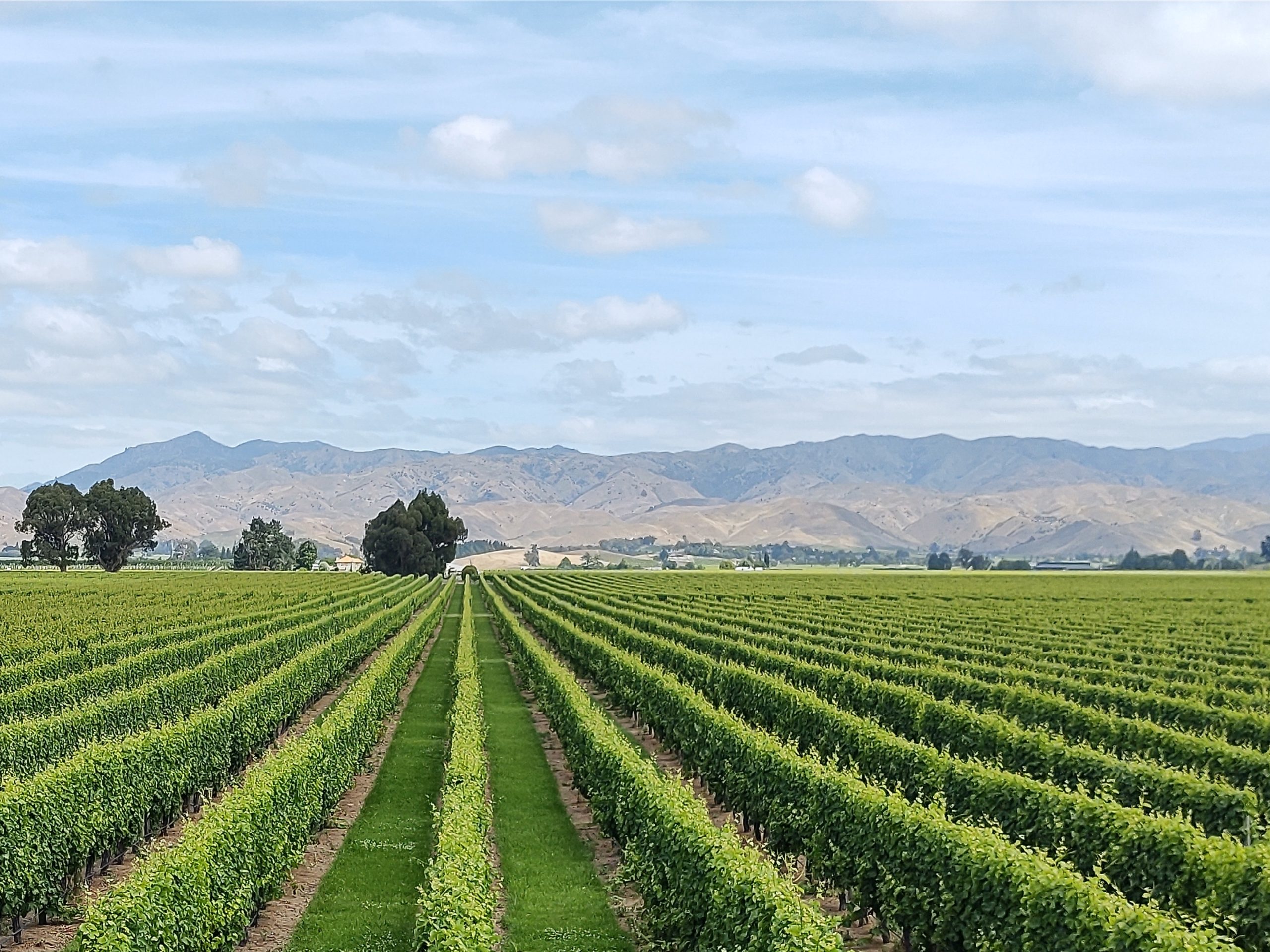 Wijngaarden in de Wairau-vallei in Marlborough, Nieuw-Zeeland