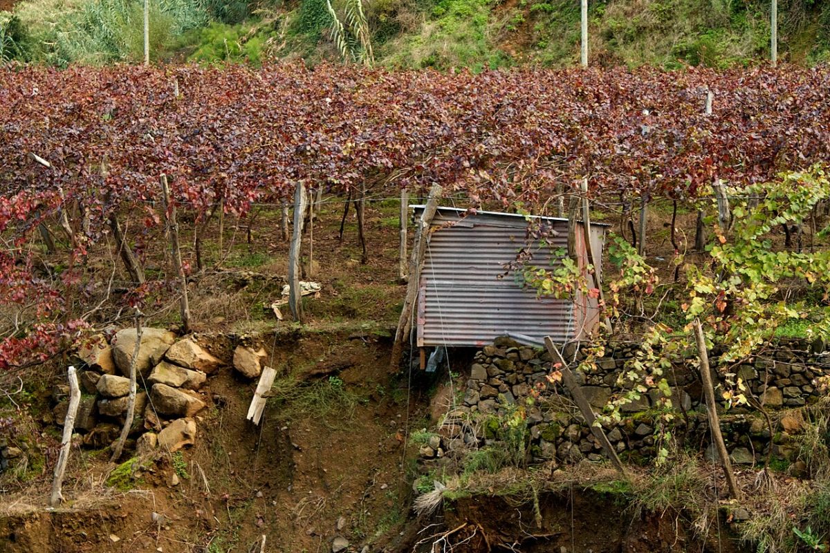 Wijnstokken die op lage pergolas groeien op Madeira