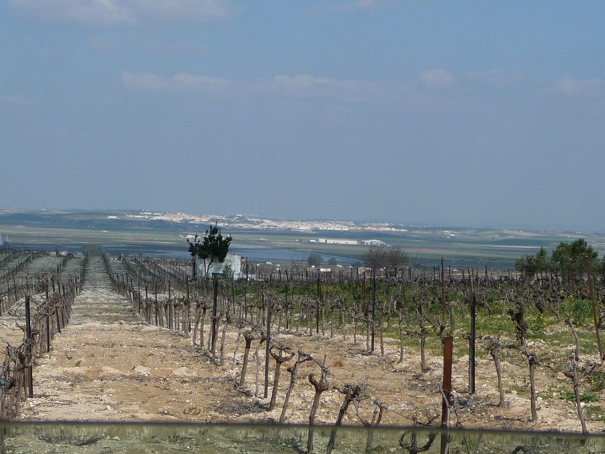 Wijnstokken op lichte kalkgrond bij Trebujena in Andalusie