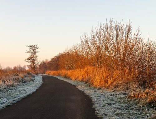 Beerenburg of berenburg: waarom beide spellingen bestaan en wat erin gaat