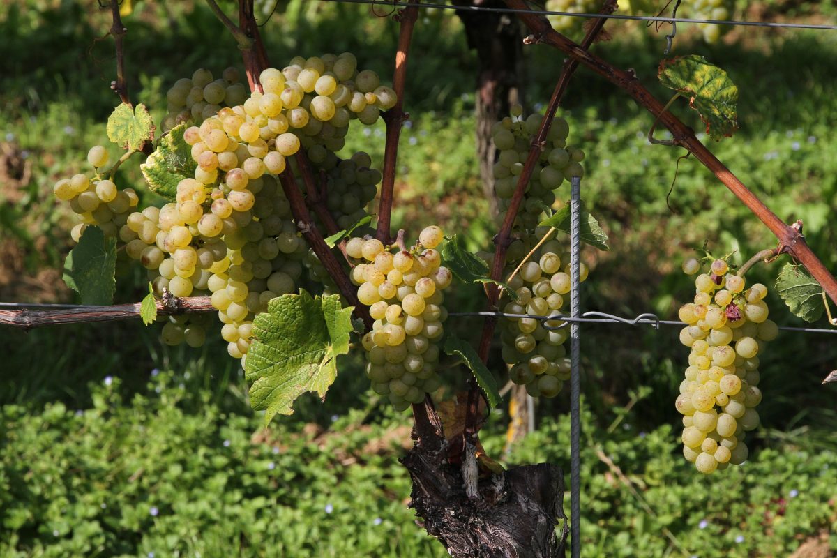 Trossen witte druiven aan de stok in een wijngaard bij Buehl