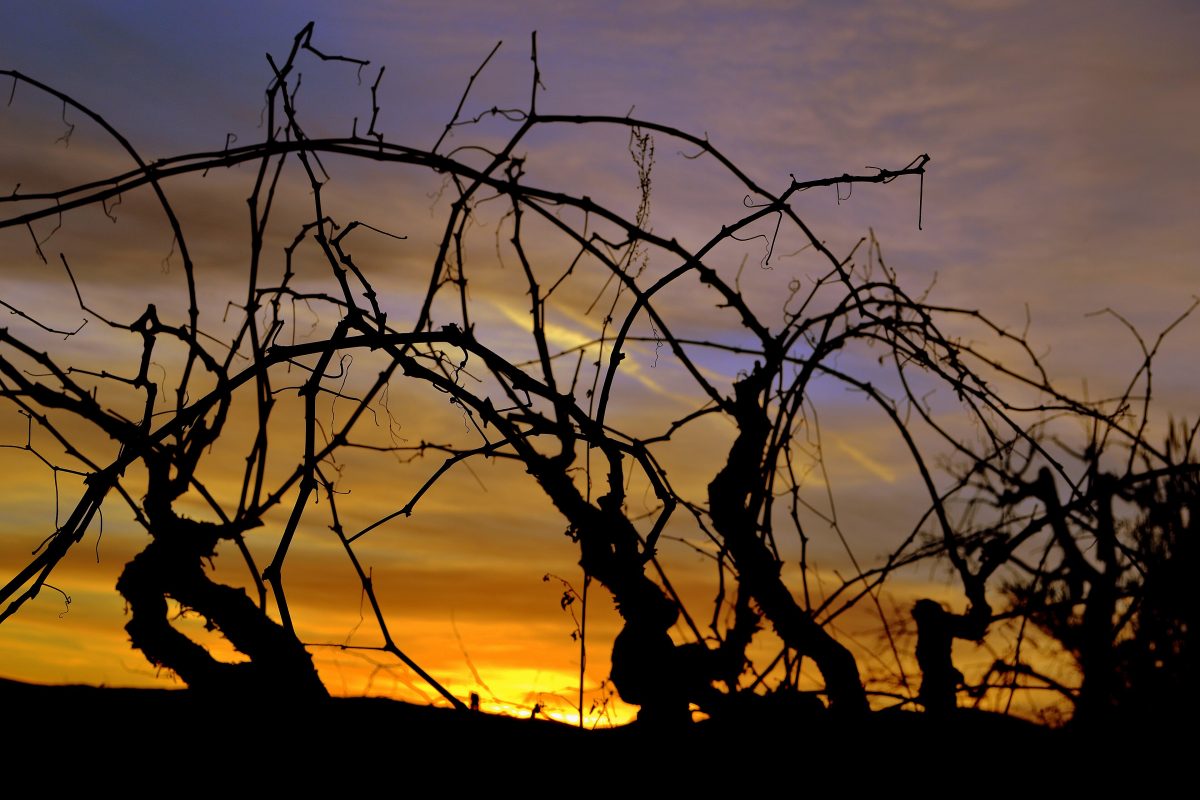 Wijngaard met xarel-lo in de Penedes bij zonsondergang