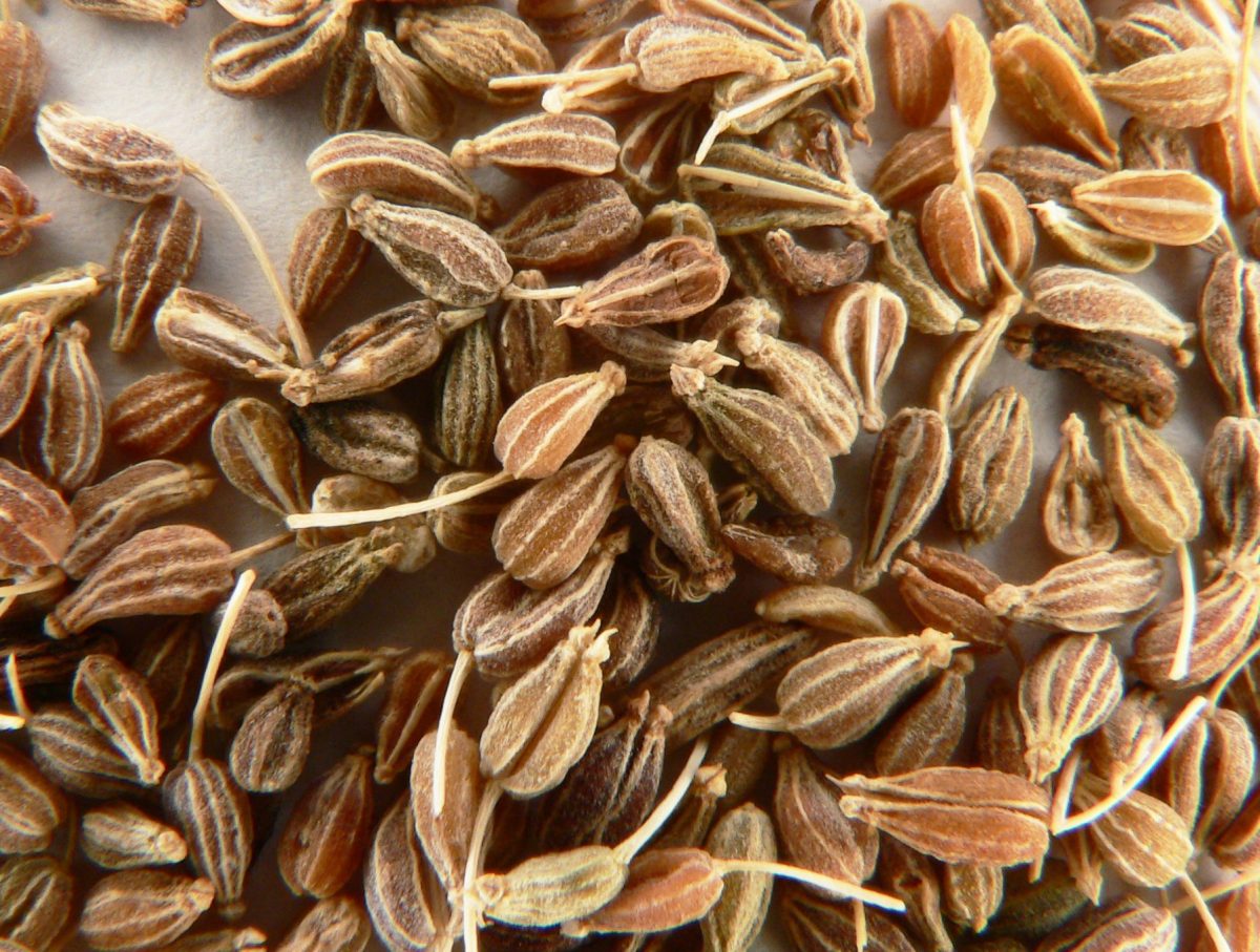 Gedroogd zaad van groene anijs van dichtbij