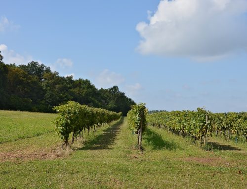 De cru’s van cognac: Grande Champagne, Petite Champagne, Borderies en de Bois