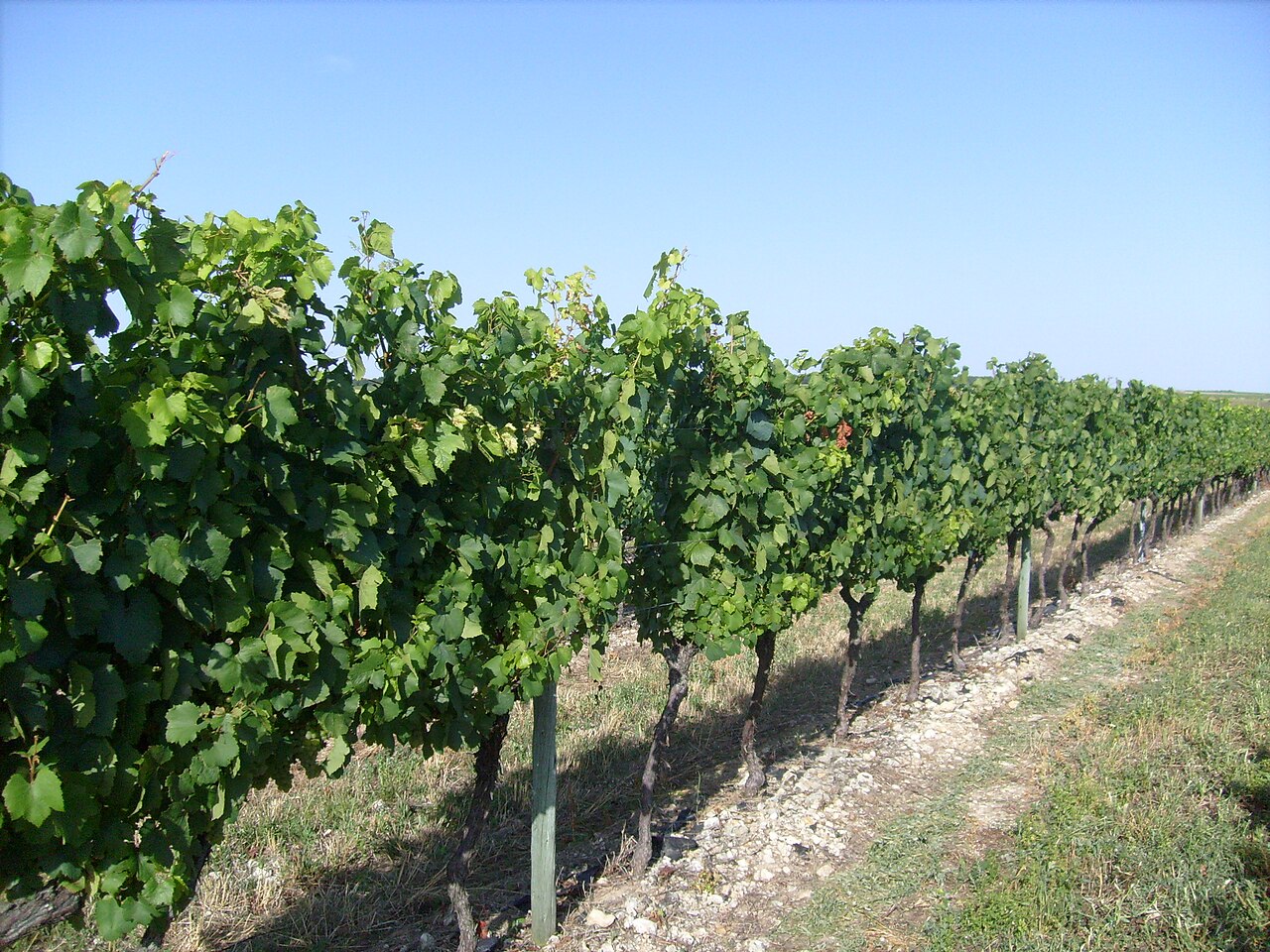 Wijngaarden voor cognac bij Chérac in de Charente-Maritime
