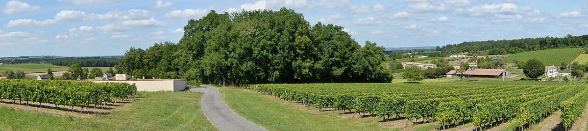 Glooiend wijngaardlandschap in de Petite Champagne bij Montchaude