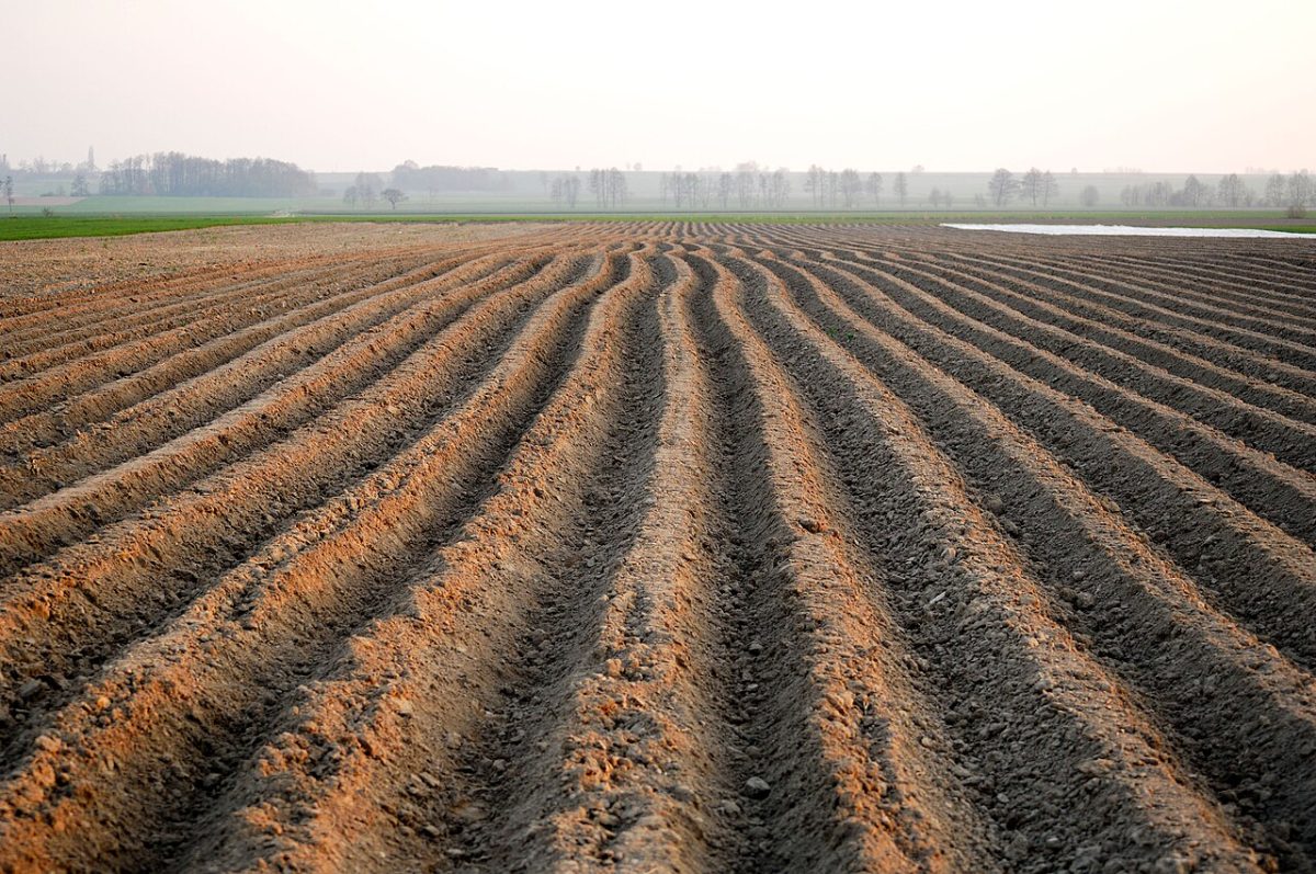 Un campo di patate in Polonia