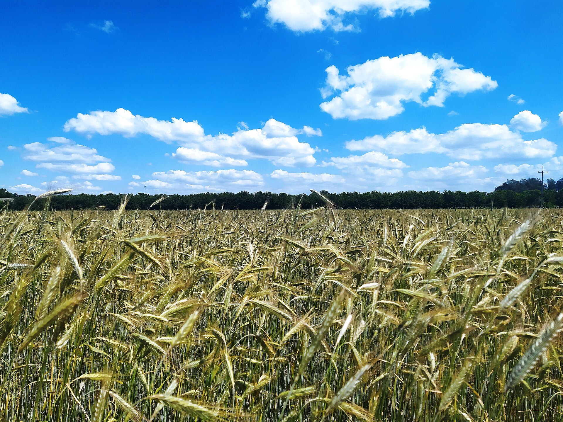 Een roggeveld bij Lutkowka in Polen