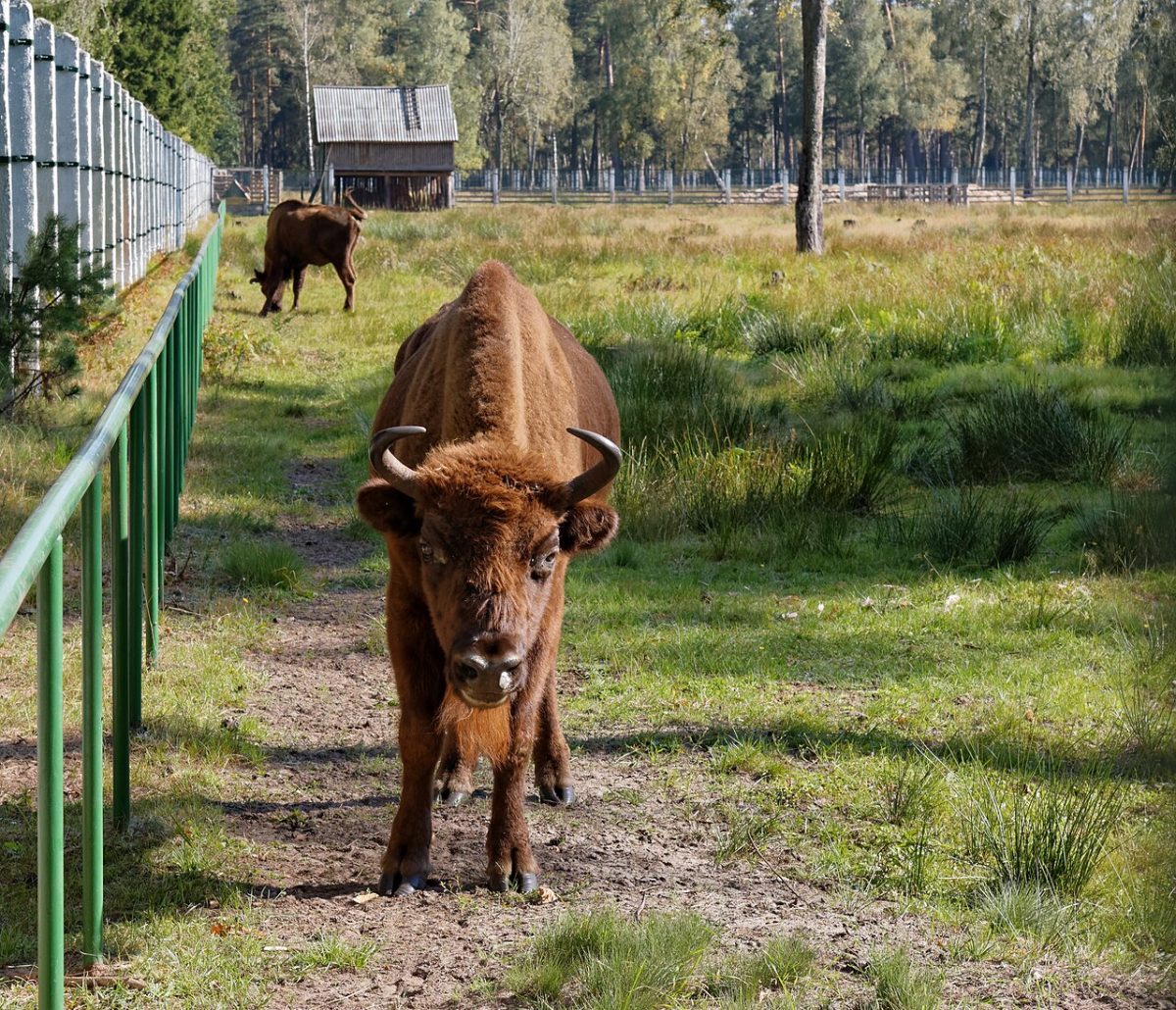 Un bisonte europeo nella foresta di Bialowieza, in Polonia
