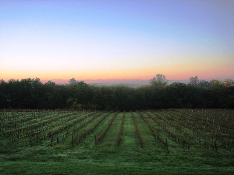 Vignoble en Gascogne
