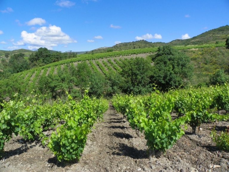 Vignobles dans les Corbières