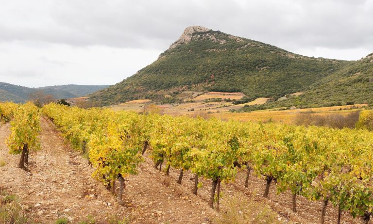 Vignoble du Languedoc