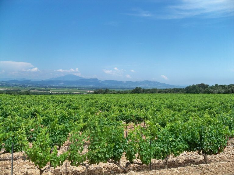 Vignobles de la vallée du Rhône