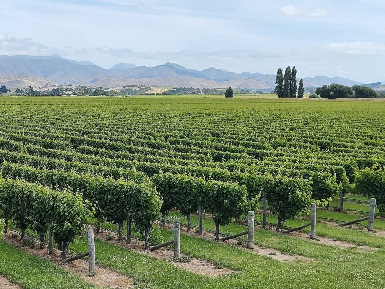 Vignobles à Marlborough, en Nouvelle-Zélande