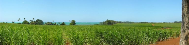 Canne à sucre à Maurice