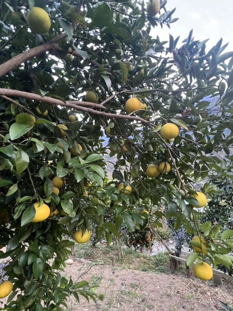 Les citrons, base du limoncello