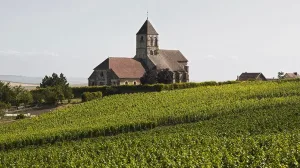 Wijngaard in de Champagne met een dorpskerk