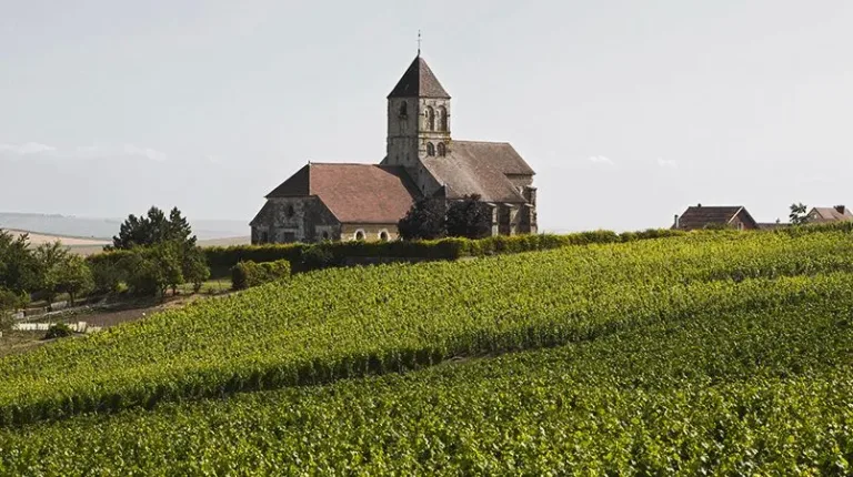 Wijngaard in de Champagne met een dorpskerk