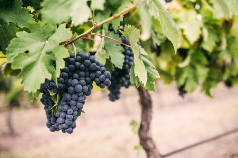 Druiventrossen aan de stok bij Vinhos Borges