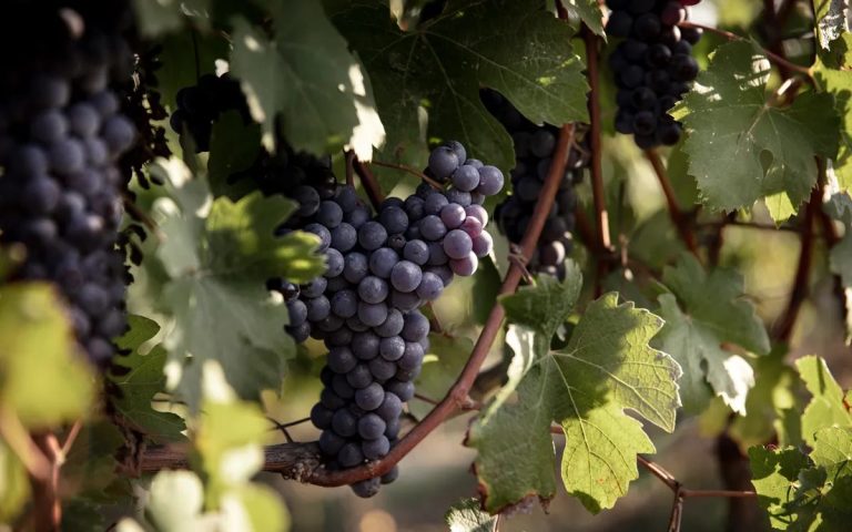 Blauwe druiven aan de stok bij Marchesi di Barolo, de maker van Bric Amel