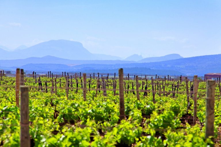 Wijngaard van Maison Cazes in de Roussillon