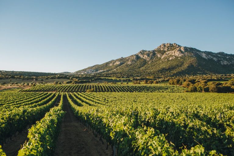 Wijngaard van Clos Culombu op Corsica, met de bergen erachter