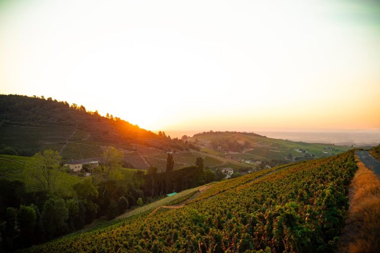 Avondzon boven de wijngaarden van Domaines Piron in de Beaujolais