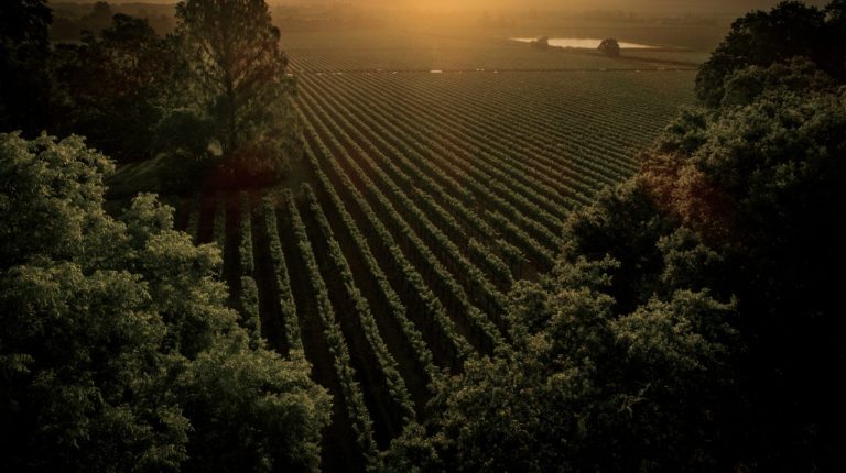 Wijngaard van Freemark Abbey in Napa Valley