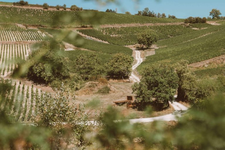 Wijngaarden van Hubert Brochard in Sancerre