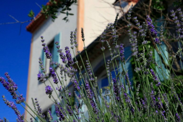 Lavendel voor het wijnhuis van Laurent Miquel in de Languedoc