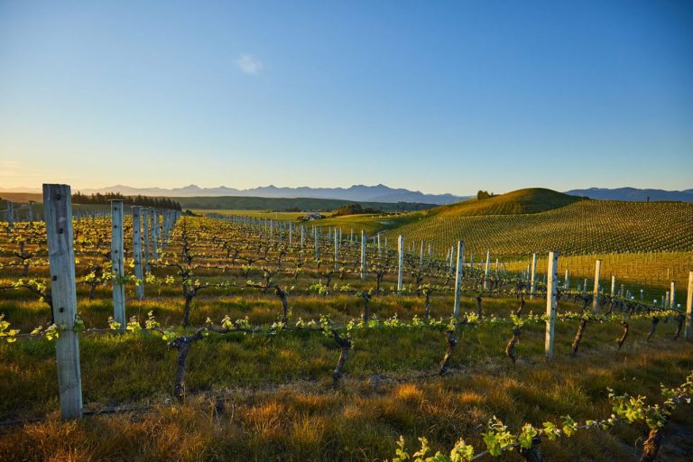 Wijngaard van Nautilus Estate in Marlborough
