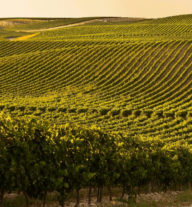 Wijngaarden van Príncipe de Viana in Navarra