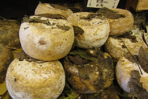 Pecorino