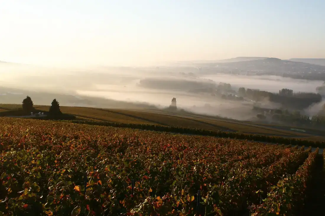 Wijngaarden in de Champagne in de ochtendnevel