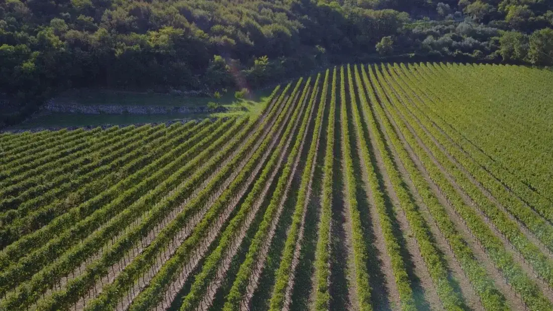 Rijen wijnstokken in de Valpolicella van bovenaf gezien