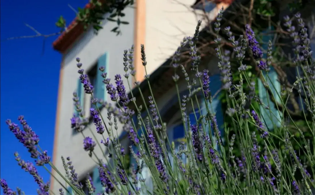 Het huis van Château Cazal Viel met lavendel ervoor