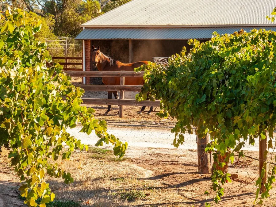 Wijngaard Mexican Vale bij de winery van Yalumba in Angaston